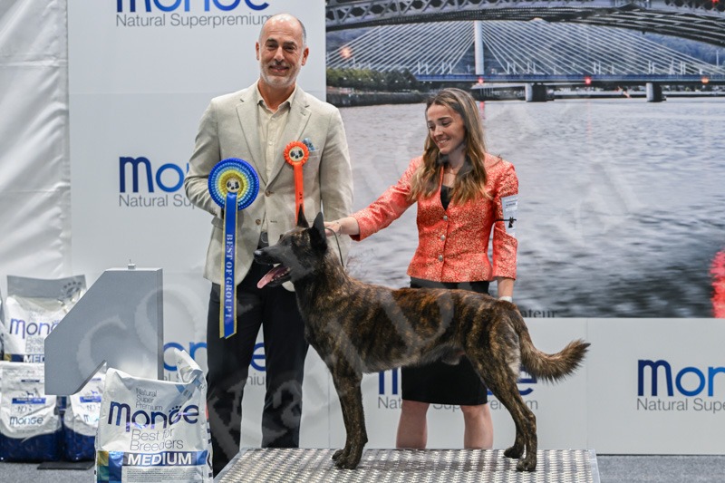 1st — Shelby Volbloed Du Royaume De Geane